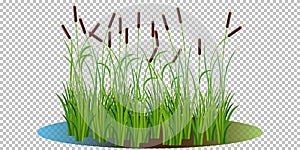 Reed bushes in the swamp vector illustration transparent background. Cartoon props and landscape decoration