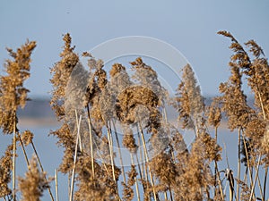 Reed cane above the surface of the water