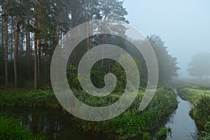 Reed, cane grass in the misty morning. Hunting concept background