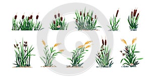 Reed and cattails. Swamp bulrush grass and lake botany, cartoon river marsh and pond flora, computer game asset. Vector