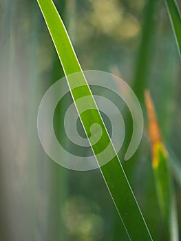 Reed Close Up Diagonal green line abstract