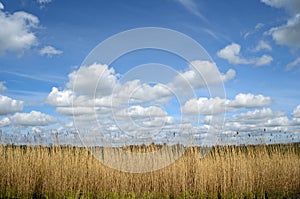 Reed and clouds