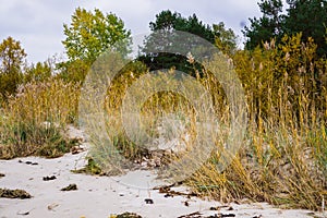 Reed on the coast of the seacoast in the Gulf of Riga, Latvia, Kurzeme photo