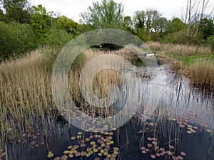 Reed congested duck pond