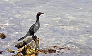 Reed cormorant. Angola.