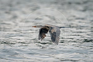 Reed cormorant crosses river with wings lowered