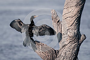 Reed cormorant dries wings on dead tree
