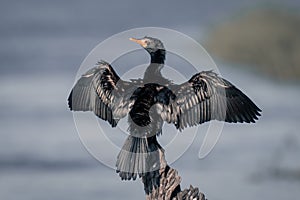 Reed cormorant dries wings on tree stump