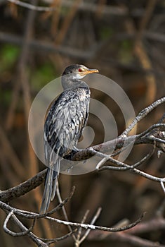Reed Cormorant - Microcarbo africanus