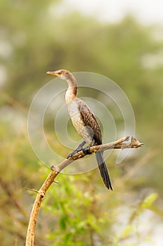 The reed cormorant Microcarbo africanus, also known as the long-tailed cormorant, is a bird in the cormorant family Phalacrocora