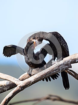 Reed Cormorant mother feeding her young fish she regurgitates photo