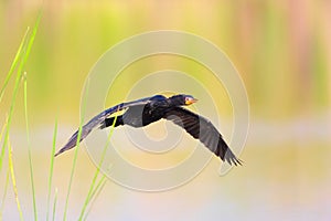 Reed Cormorant (Phalacrocorax africanus) photo