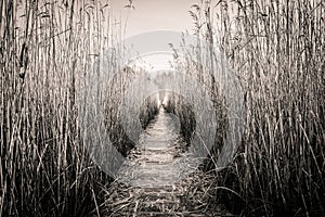 Reed corridor