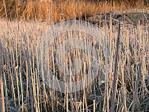 Reed covered with hoarfrost on a pond