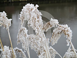 Reed covered in ice