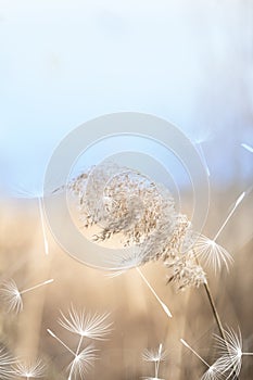 Reed and dandelion fluff on windy day