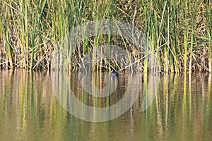 Trstina a kačica s odrazom na zvlnené jazero pohľad na krajinu
