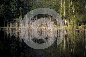 Reed field with reflection in a pond in a forest photo