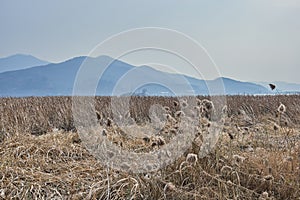 Reed field by the river at Yangpyeong, South Korea