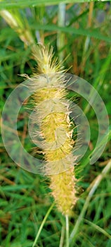 Reed flower