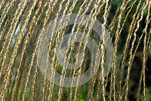 Reed flower backgrounds, Fujian, China