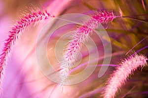 Reed flowers