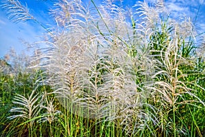 Reed flowers