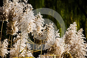 Reed flowers in autumn