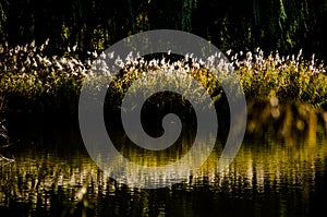 Reed flowers in autumn