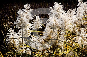 Reed flowers in autumn