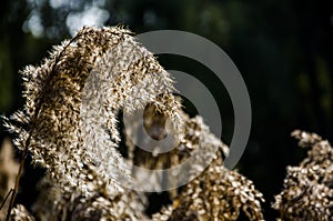 Reed flowers in autumn