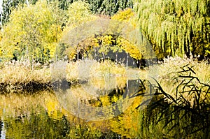 Reed flowers in autumn