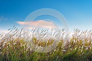 Reed flowers on poyang lake