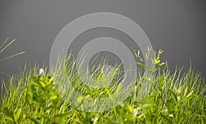 Reed foreground on marsh.