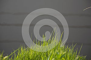 Reed foreground on marsh.