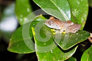 Reed frog