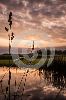 Reed in front of the sunset