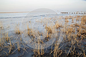 Reed in frozen lake