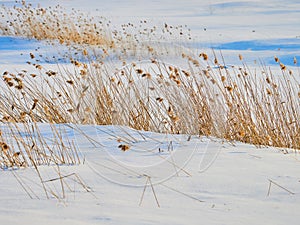 Reed on frozen lake at Harghita Bai, Romania