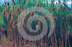 Reed in a garden