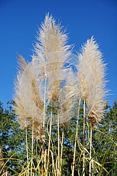 Reed grass