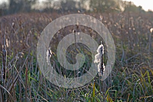 reed grass against the sun in autumn