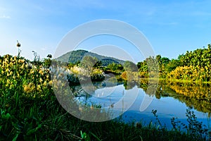 Reed grass along the canal