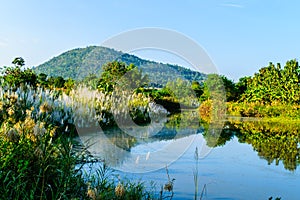 Reed grass along the canal