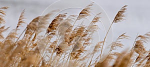 Reed grass in bloom, scientific name Phragmites australis, deliberately blurred, gently swaying in the wind on the shore of a pond