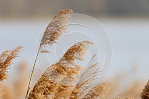 Reed grass in bloom, scientific name Phragmites australis, deliberately blurred, gently swaying in the wind on the shore of a pond