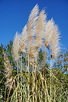 Reed grass and blue sky