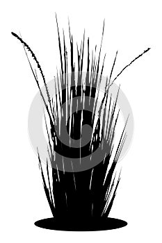 Reed grass, bush black silhouette - isolated