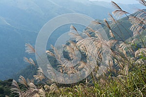 Reed grass fields with mountain on background