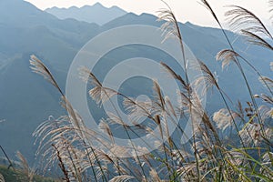 Reed grass fields with mountain on background